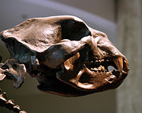 Arctodus simus schedel.jpg