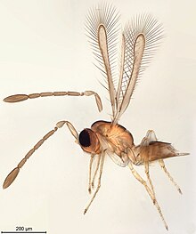 Arescon (fairyfly, Thailand).jpg