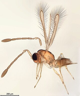 <i>Arescon</i> Genus of wasps