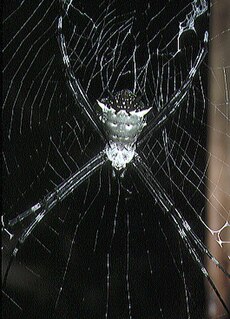 <i>Argiope submaronica</i> Species of spider