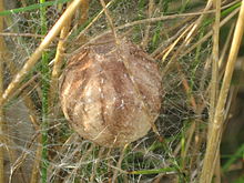 Egg sac Argiope bruennichi (wasp spider) cocoon - eggsack, Arnhem, the Netherlands.jpg