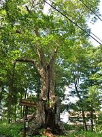 Ashford Oak Ashford Oak, Ashford, CT - August 5, 2011.jpg