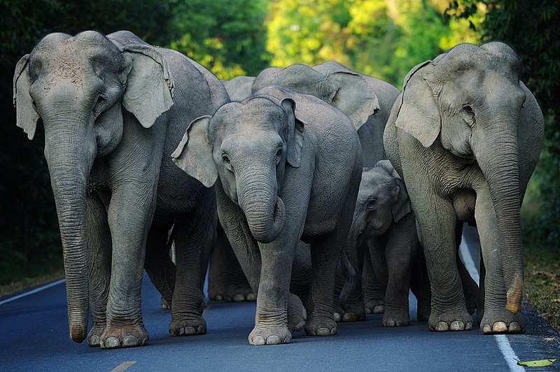 File:Asian Elephants, Elephas maximus in Khao Yai national park (25421949020).jpg