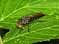 Laphria sp. with prey