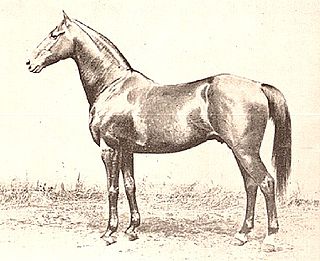 Asteroid (horse) American-bred Thoroughbred racehorse