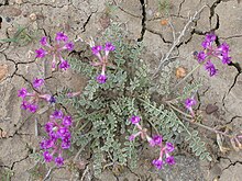 Astragalus missouriensis.jpg