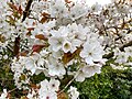 * Nomination: Prunus at Biddulph Moor --Mike Peel 10:47, 21 February 2024 (UTC) * * Review needed