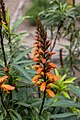 * Nomination Digitalis canariensis at Parque del Drago, Tenerife --Mike Peel 11:32, 9 March 2024 (UTC) * Promotion  Support Good quality. --Poco a poco 12:28, 9 March 2024 (UTC)