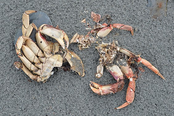 Atlantic Rock Crabs (Cancer irroratus)