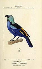 Thumbnail for File:Atlas de Zoologie, ou collection de figures d'Animaux nouveaux, ou peu connus avec une explication (1844) (19721614134).jpg