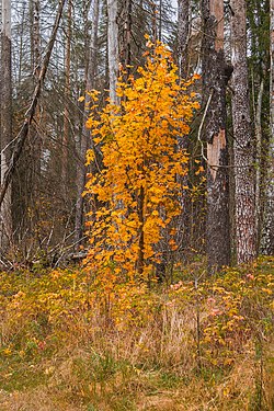 Autumn colors. Maple. Lake Forest Park, Balashikha.