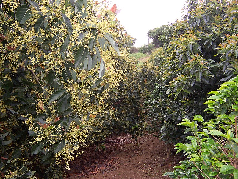 File:Avocado orchard 02.JPG
