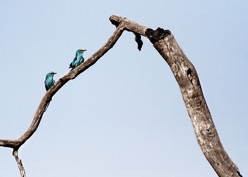 File:BIRDS GAMBIA-8865 (6989723949).jpg