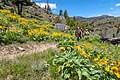 Glimp van de Blacktail Deer Creek Trail