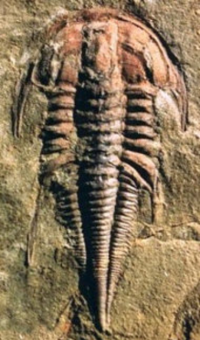 Emuellidae Extinct family of trilobites