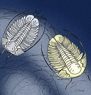 <i>Balnibarbi</i> (trilobite) Extinct genus of trilobites