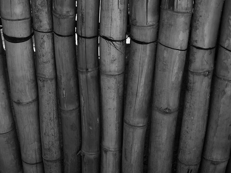 File:Bamboo (2913031633).jpg