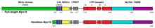 Bar diagram illustrating the domain structures of full-length and headless Myo10 from human. IQ indicates the 3 IQ motifs, each of which binds to a calmodulin or calmodulin-like light chain. The IQ motifs are followed by an alpha-helical region consisting of an N-terminal segment that forms a single stable alpha helix (SAH) and a C-terminal segment that can dimerize by forming an antiparallel coiled coil (CC). See text for additional discussion and references. The approximate positions along the amino acid sequence of the major domains are based on. (Diagram courtesy of Joshua K. Zachariah and Richard E. Cheney) Bar Diagram of Full-length and Headless MyoX.png