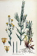 Barbarea praecox — Flora Batava — Volume v15.jpg