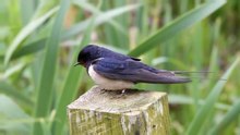 Fayl: Barn Swallow - Hirundo rustica.ogv