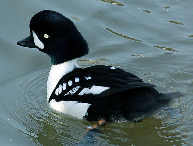 Barrow's Goldeneye Identification, All About Birds, Cornell Lab of  Ornithology