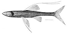 Bathypterois longipes.jpg