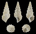 * Nomination Shell of a Mudcreeper, Batillaria calcitrapoides --Llez 05:40, 7 June 2021 (UTC) * Promotion  Support Good quality. --XRay 05:46, 7 June 2021 (UTC)