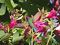 Beija-flor-tesoura - Eupetonema macroura - Trochilidae - se alimentando nas flores de pata-de-vaca-rosa - Bauhinia blakeana 05.jpg