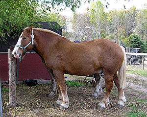 Belgian Horse