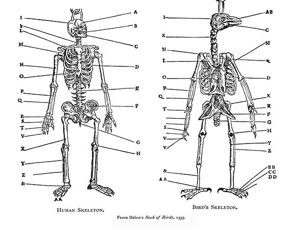 Pierre Belon systematically compared the skeletons of birds and humans in his Book of Birds (1555).[1]