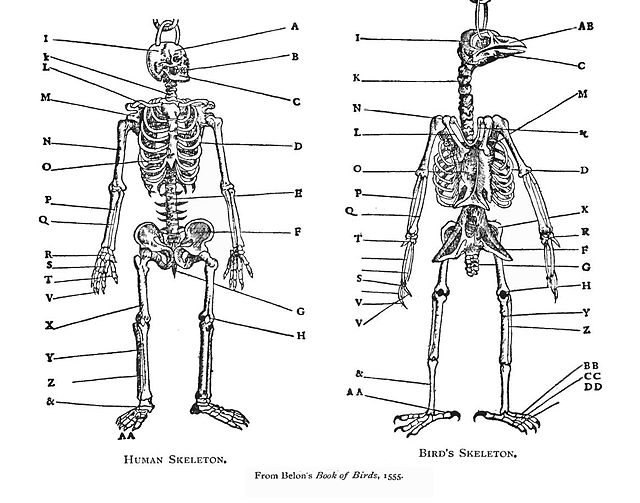 Belon's comparison of birds and humans in his Book of Birds, 1555