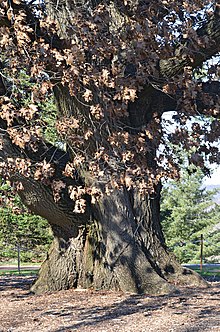 Bender Oak Quercus x benderi (32-0145-A) Winter.JPG