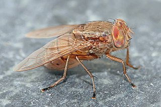 <i>Bengalia</i> genus of insects