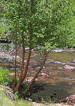 Betula occidentalis water birch.jpg