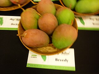 Beverly (mango) Mango cultivar