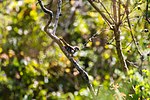 Thumbnail for File:Bewick's wren (48105941208).jpg