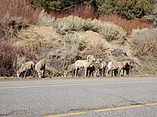 Bighorn sheep graze along a highway in Carson Nation Forest near Questa, March 2021 Bighorns at Questa.jpg