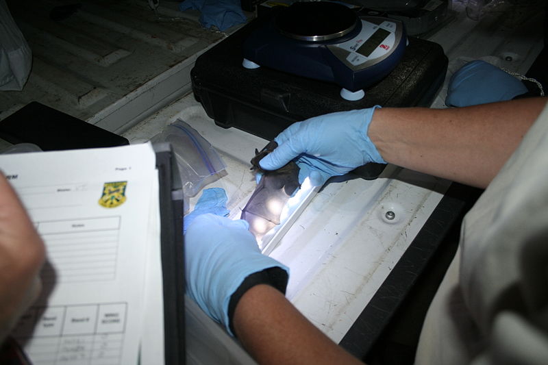 File:Biologist inspects bat wing for signs of WNS (5930507172).jpg