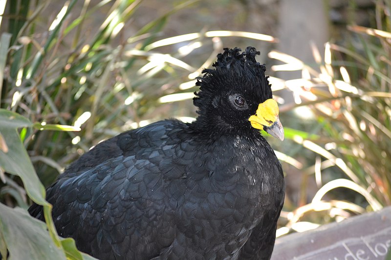 File:Bird in San Juan de Argón Zoo 5.jpg