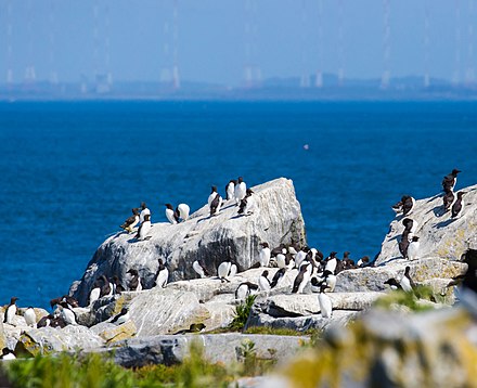 Seabirds on the rocky island