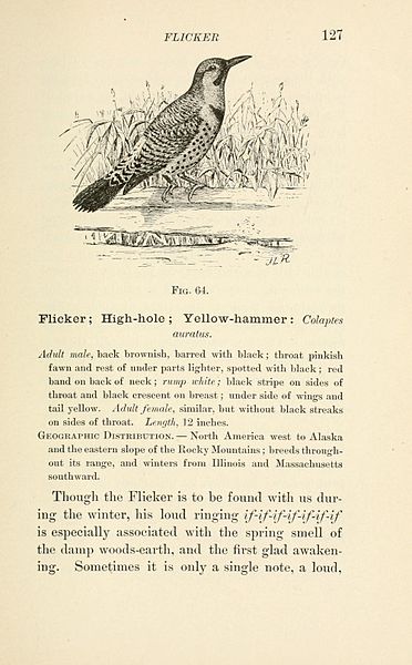 File:Birds of village and field BHL7288779.jpg