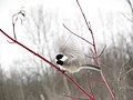 Poecile atricapillus Black-capped chickadee