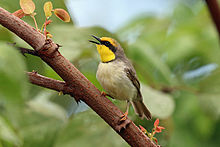 Black-necked Eremomela, Sakania, DRC (9998649943).jpg