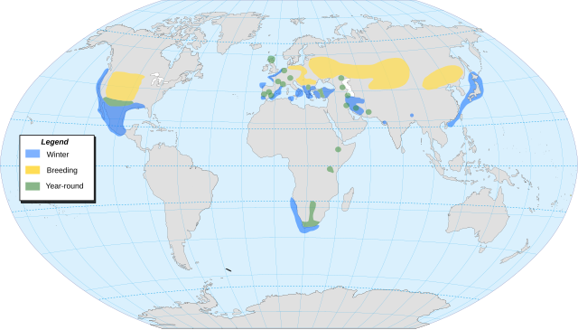 Range of P. nigricollis      Breeding        Year-round        Winter