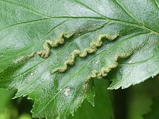 <i>Blaesodiplosis crataegifolia</i> Species of fly