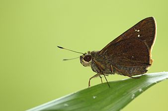 Ventral view