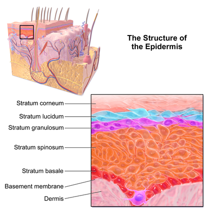 Five epidermal layers shown as various strata Blausen 0353 Epidermis.png