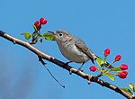 Thumbnail for File:Blue-gray gnatcatcher in Green-Wood Cemetery (55745).jpg