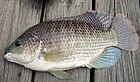 Oreochromis aureus