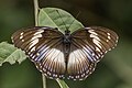 * Nomination Blue diadem (Hypolimnas salmacis salmacis) male, Ghana --Charlesjsharp 11:20, 9 June 2017 (UTC) * Decline Sorry, but no. Too noisy and the eyes are out of focus. --Peulle 14:57, 9 June 2017 (UTC)